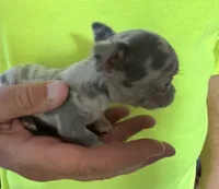 Blue swirl, a male Chihuahua for sale in Otter Lake, MI – 3 of 4