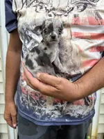 Paco, a male Chihuahua for sale in Otter Lake, MI – 6 of 10