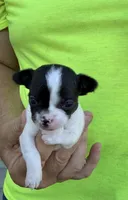 Pipper, a female Chihuahua for sale in Otter Lake, MI – 2 of 6