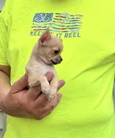Paco, a male Chihuahua for sale in Otter Lake, MI – 3 of 7