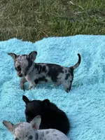 Paco, a male Chihuahua for sale in Otter Lake, MI – 8 of 10
