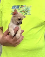 Paco, a male Chihuahua for sale in Otter Lake, MI – 5 of 7