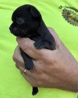 Skittles, a female Chihuahua for sale in Otter Lake, MI – 4 of 5