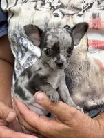 Paco, a male Chihuahua for sale in Otter Lake, MI – 2 of 10