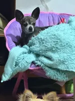 Pipper, a female Chihuahua for sale in Otter Lake, MI – 5 of 6