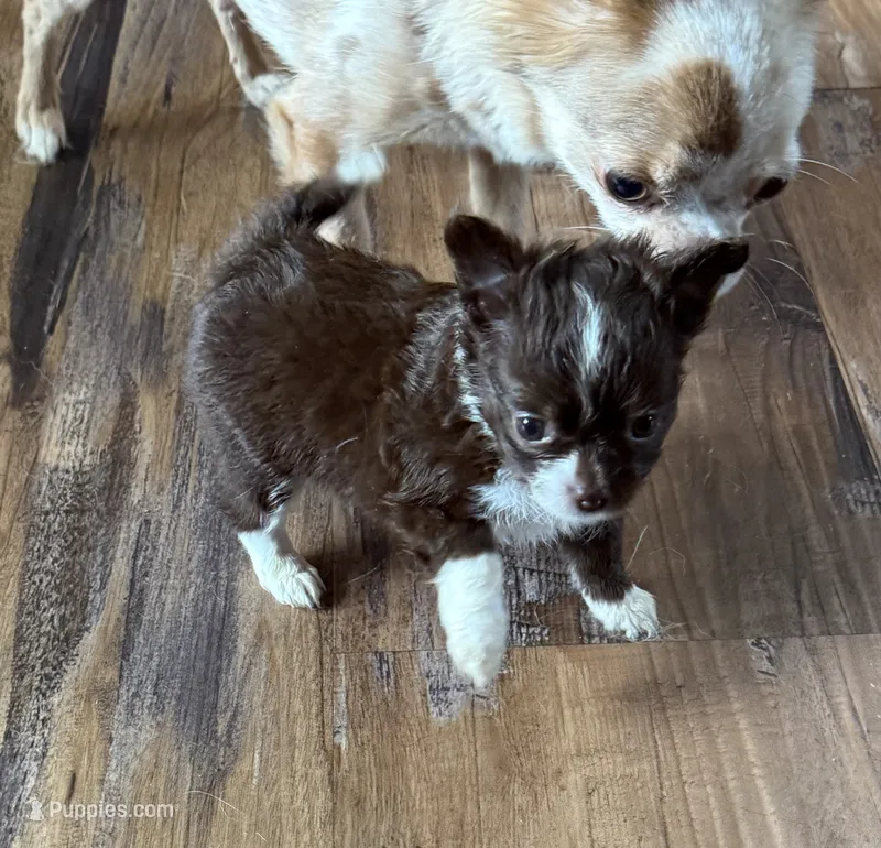 Sabrina  – Chihuahua puppy for sale in Otter Lake, MI