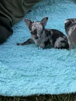 Paco, a male Chihuahua for sale in Otter Lake, MI – 7 of 10