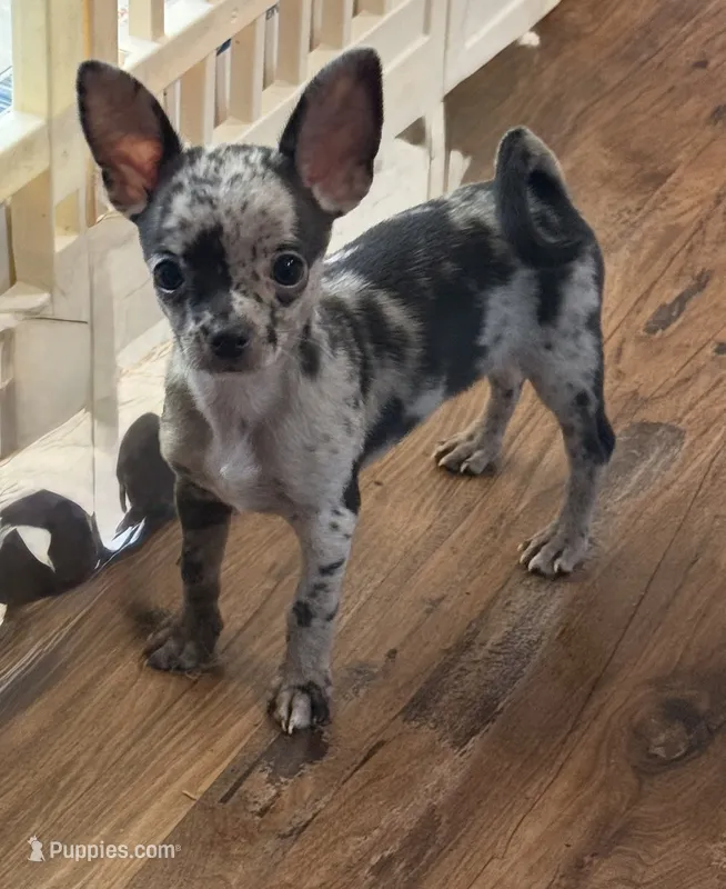 Paco – Chihuahua puppy for sale in Otter Lake, MI