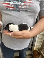 Taco, a male Chihuahua for sale in Otter Lake, MI – Photo 2 of 4