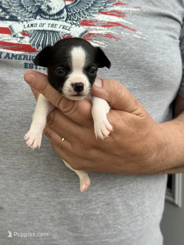 Taco – Chihuahua puppy for sale in Otter Lake, MI