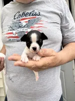 Taco, a male Chihuahua for sale in Otter Lake, MI – Photo 3 of 4