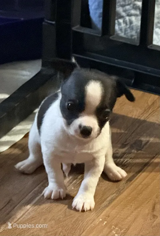 Taco – Chihuahua puppy for sale in Otter Lake, MI