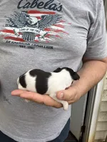 Taco, a male Chihuahua for sale in Otter Lake, MI – Photo 4 of 4