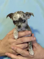 Jagger , a male Chihuahua for sale in Otter Lake, MI – Photo 1 of 6