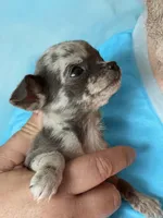 Jagger , a male Chihuahua for sale in Otter Lake, MI – Photo 3 of 6