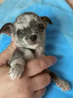 Jagger , a male Chihuahua for sale in Otter Lake, MI – Photo 5 of 5