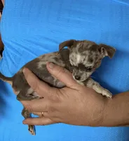 Jagger , a male Chihuahua for sale in Otter Lake, MI – Photo 4 of 6