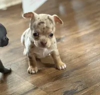 Coco , a male Chihuahua for sale in Otter Lake, MI – 4 of 9