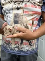 Coco , a male Chihuahua for sale in Otter Lake, MI – 5 of 9