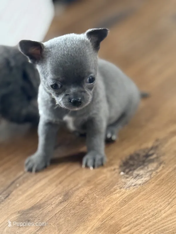 Blue – Chihuahua puppy for sale in Otter Lake, MI