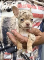 Coco , a male Chihuahua for sale in Otter Lake, MI – 2 of 9