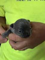 Blue, a male Chihuahua for sale in Otter Lake, MI – 3 of 4