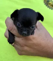 Skittles, a female Chihuahua for sale in Otter Lake, MI – 3 of 5