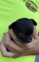 Skittles, a female Chihuahua for sale in Otter Lake, MI – 2 of 5