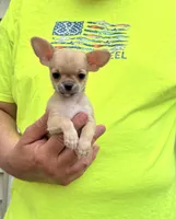Paco, a male Chihuahua for sale in Otter Lake, MI – 2 of 7