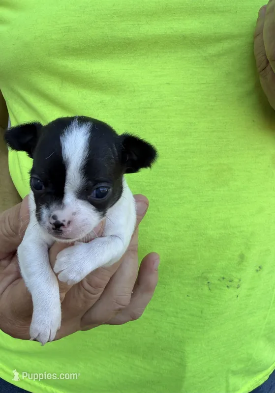 Pipper – Chihuahua puppy for sale in Otter Lake, MI