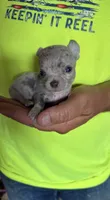Blue swirl, a male Chihuahua for sale in Otter Lake, MI – 2 of 4