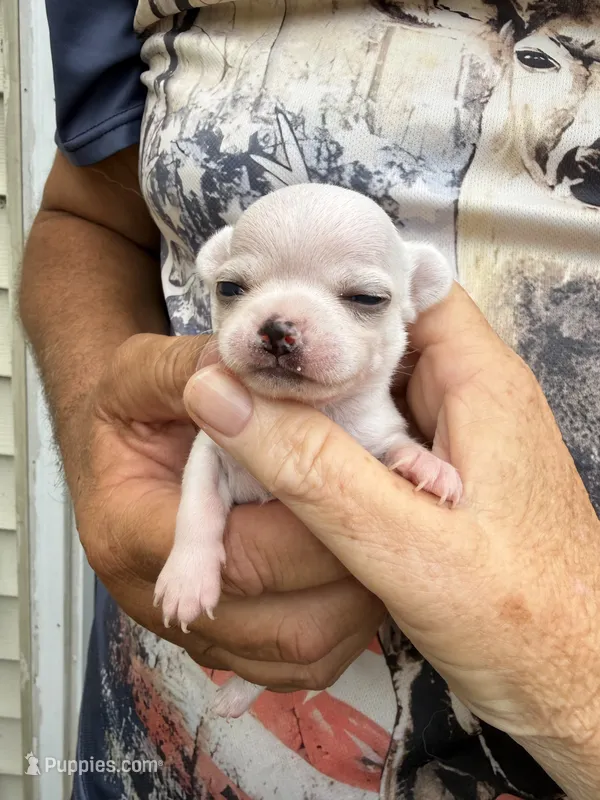 Ice – Chihuahua puppy for sale in Otter Lake, MI