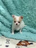 processed/6267886d-196c-4616-a83c-a9b16b525327/listing/a3a96f78-5421-4c0a-8230-131708b280c9/56640ac1-0803-48c5-815f-54371611aaaa