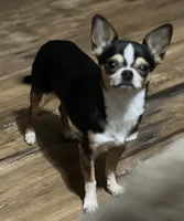 Coco , a male Chihuahua for sale in Otter Lake, MI – 9 of 9