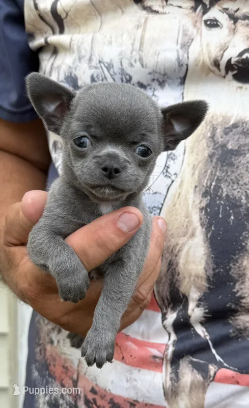 Blue – Chihuahua puppy for sale in Otter Lake, MI