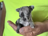 Ravioli , a male Chihuahua for sale in Otter Lake, MI – 2 of 4