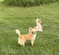 Paco, a male Chihuahua for sale in Otter Lake, MI – 9 of 10