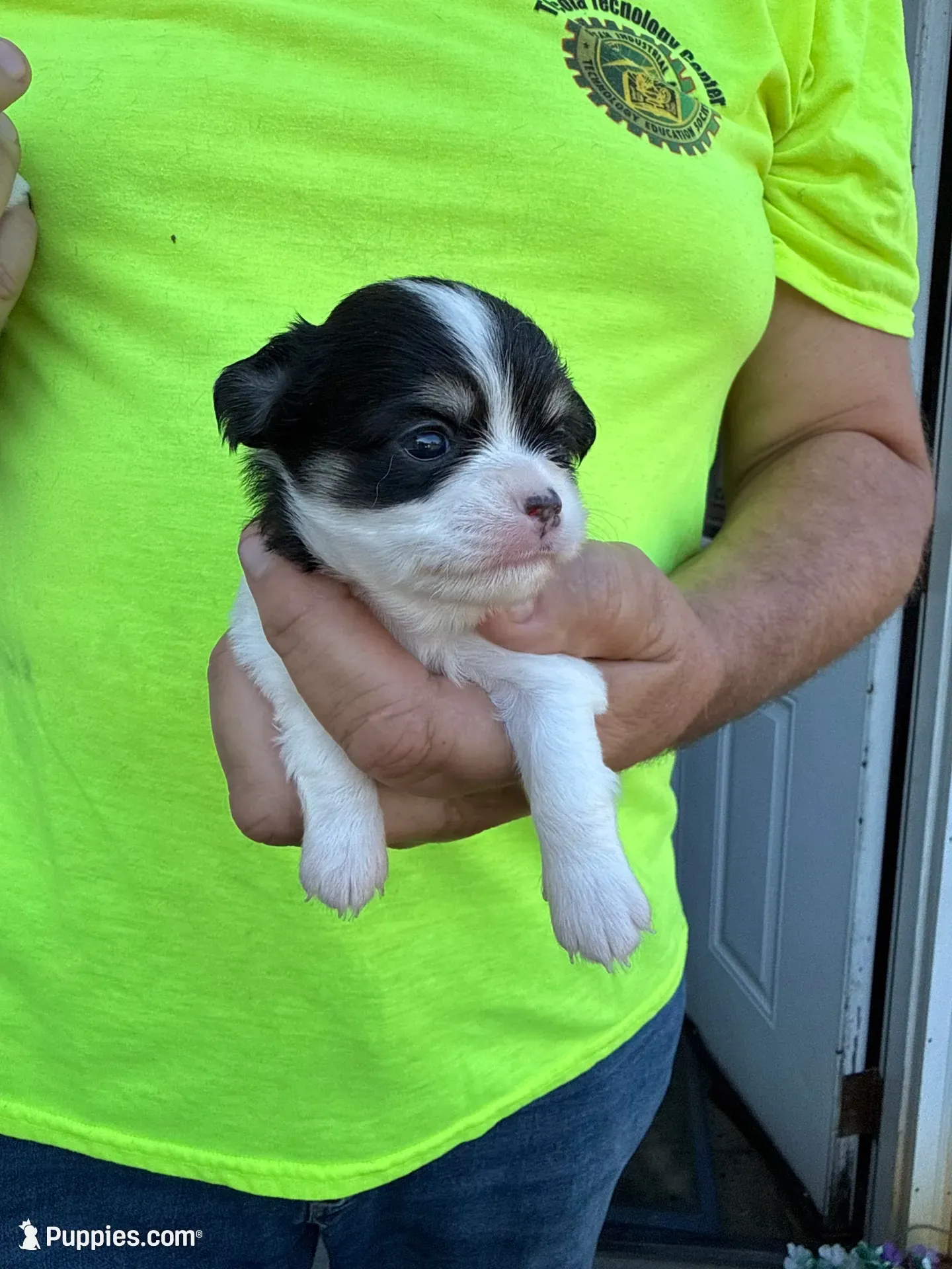 April, a female Chihuahua for sale in Otter Lake, MI – 2 of 6