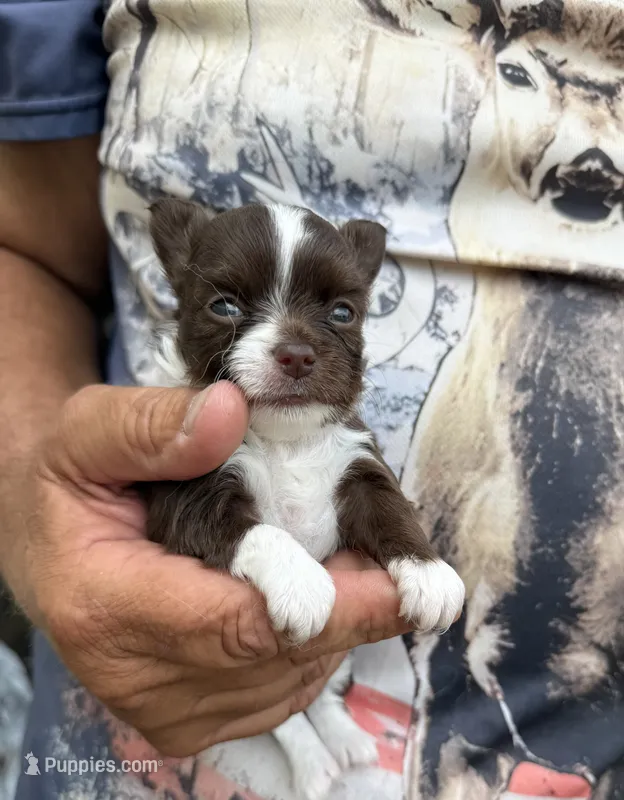 Sabrina  – Chihuahua puppy for sale in Otter Lake, MI