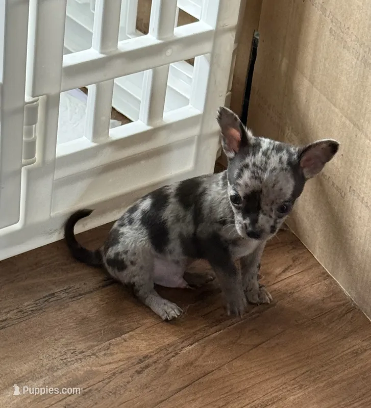 Ravioli  – Chihuahua puppy for sale in Otter Lake, MI