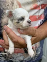 Aspen, a female Chihuahua for sale in Otter Lake, MI – 2 of 6
