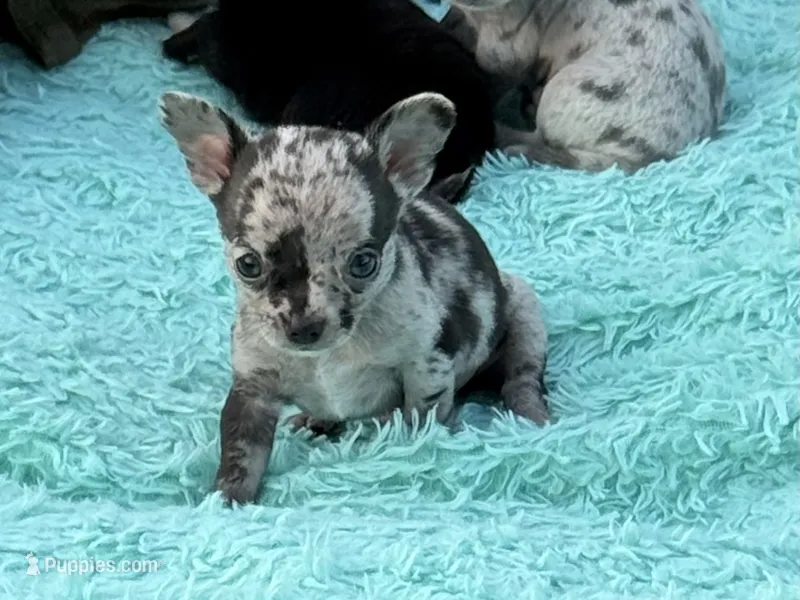 Ravioli  – Chihuahua puppy for sale in Otter Lake, MI
