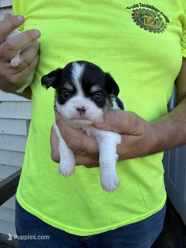 April – Chihuahua puppy for sale in Otter Lake, MI