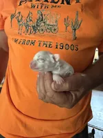 Ice, a male Chihuahua for sale in Otter Lake, MI – 2 of 5