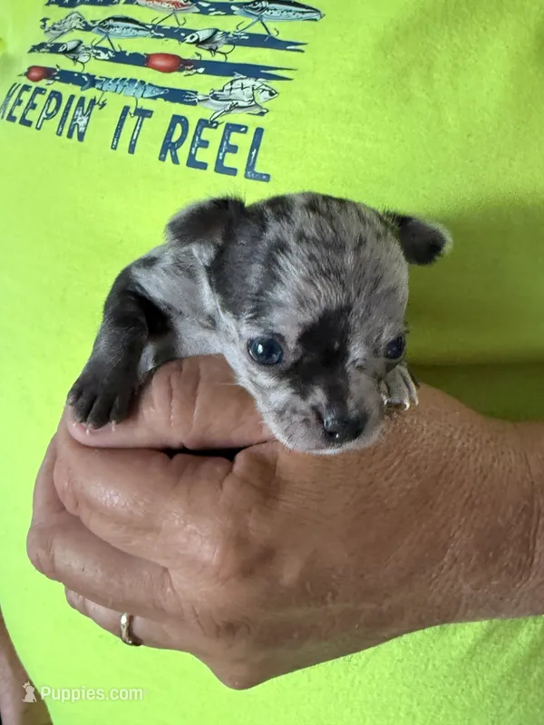 Ravioli  – Chihuahua puppy for sale in Otter Lake, MI
