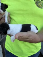 Tinker , a female Chihuahua for sale in Otter Lake, MI – 5 of 6