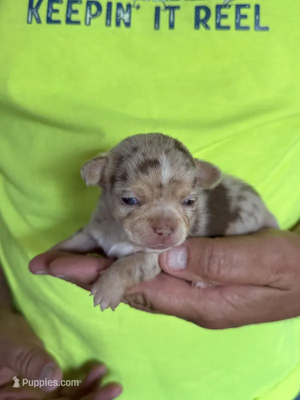 Coco  – Chihuahua puppy for sale in Otter Lake, MI