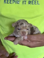 Coco , a male Chihuahua for sale in Otter Lake, MI – 1 of 4