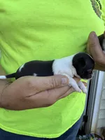 Pipper, a female Chihuahua for sale in Otter Lake, MI – 3 of 6