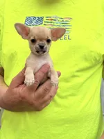 Paco, a male Chihuahua for sale in Otter Lake, MI – 7 of 7